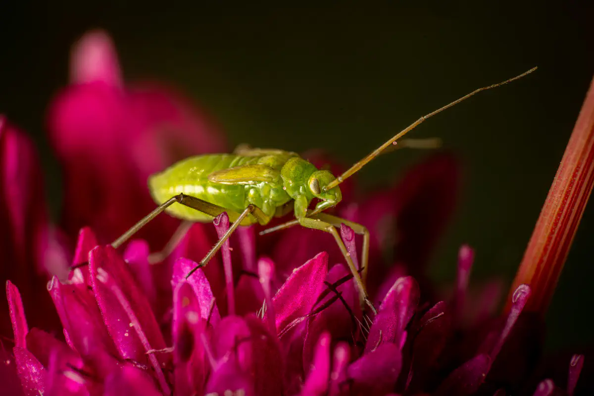 Chinche de la Alfalfa