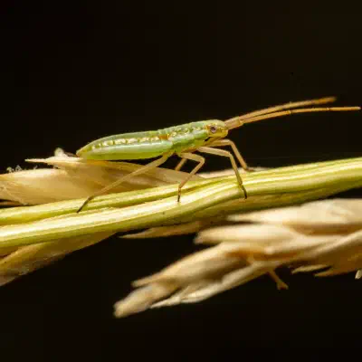 Trigonotylus ruficornis