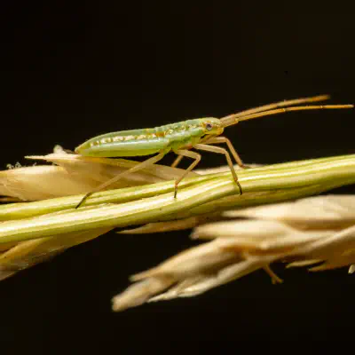 Trigonotylus ruficornis