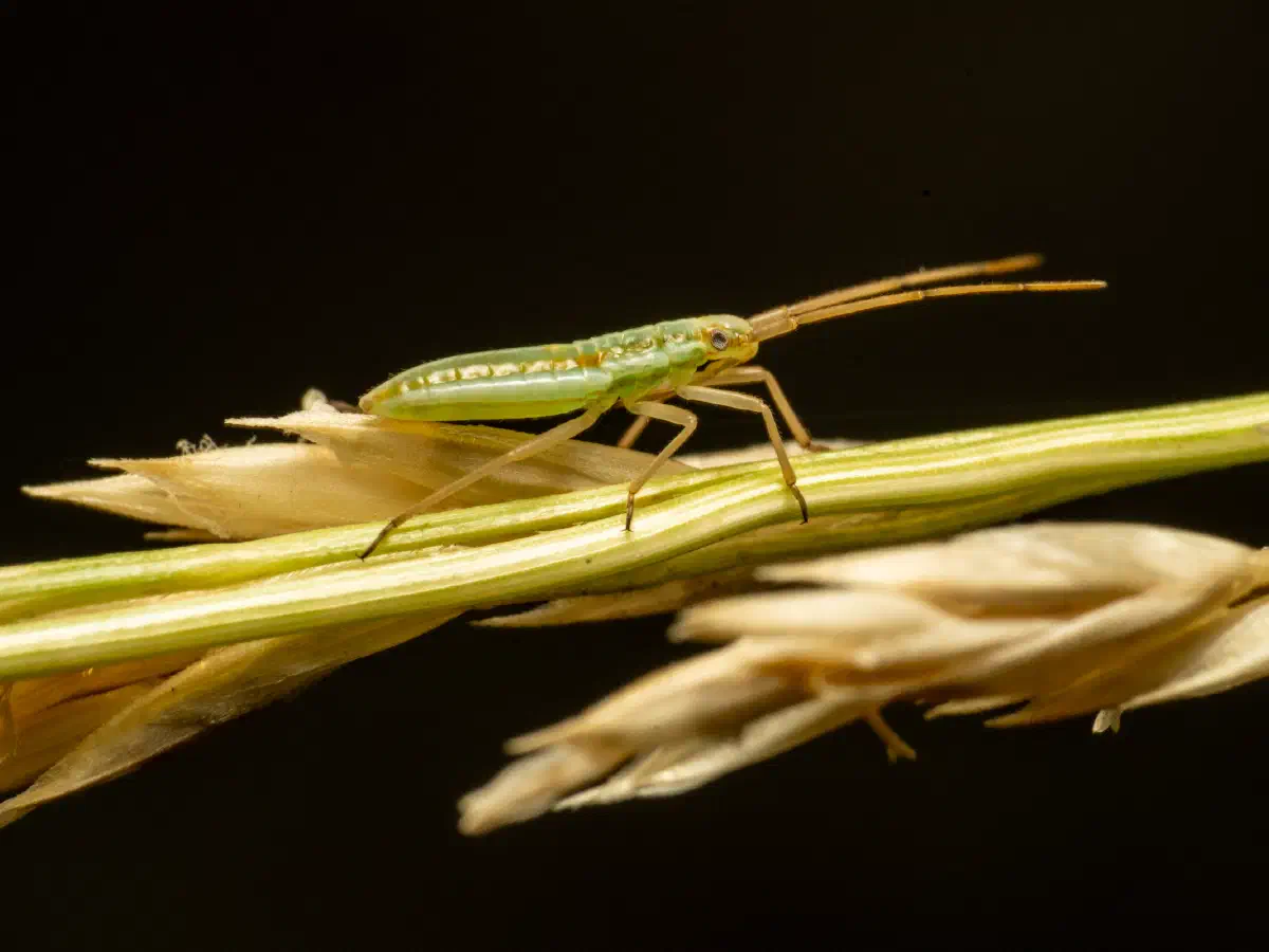 Trigonotylus ruficornis