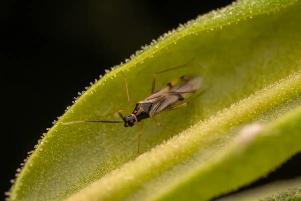 Tupiocoris rhododendri