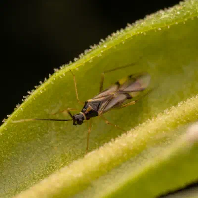 Tupiocoris rhododendri