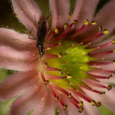 Unbeständiger Schmalhans