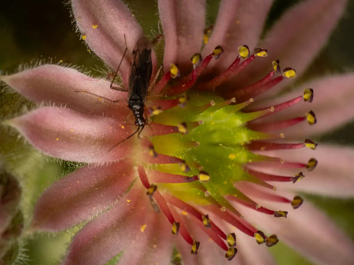 Unbeständiger Schmalhans