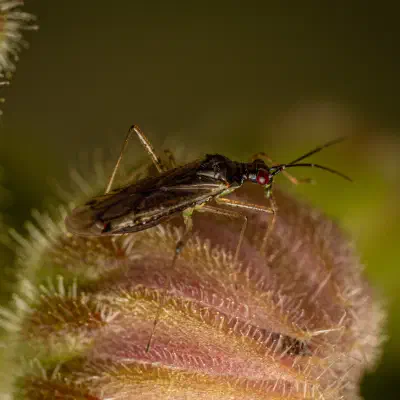 Unbeständiger Schmalhans