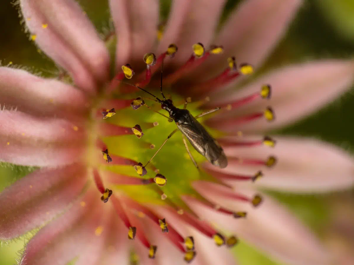 Unbeständiger Schmalhans