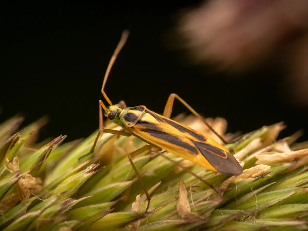 Zweifleck-Weichwanze