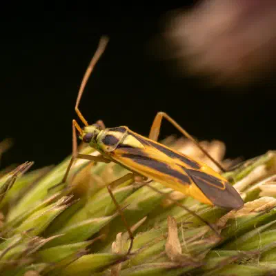 Zweifleck-Weichwanze