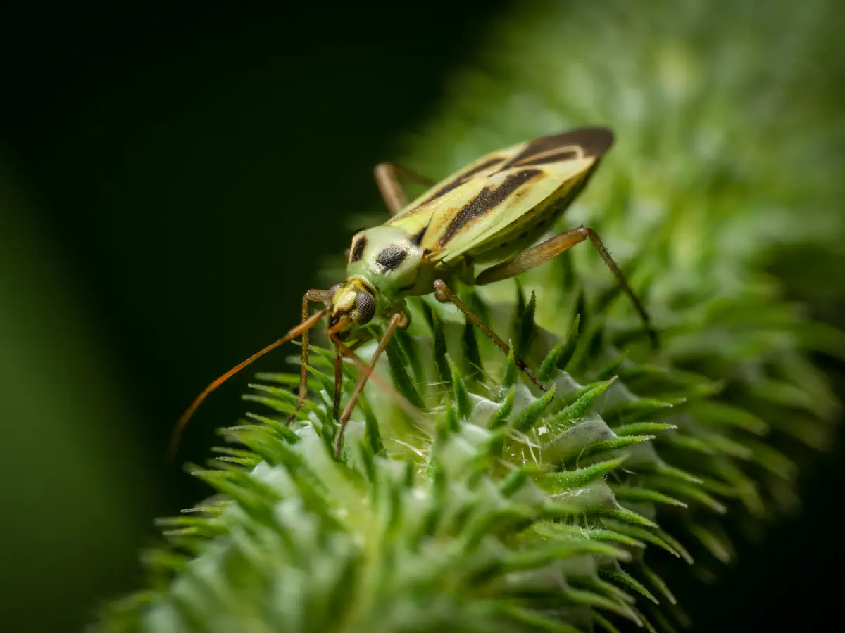 Zweifleck-Weichwanze