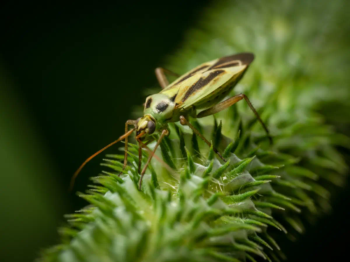 Zweifleck-Weichwanze