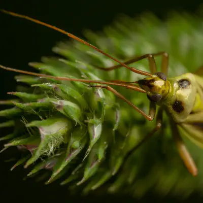 Zweifleck-Weichwanze
