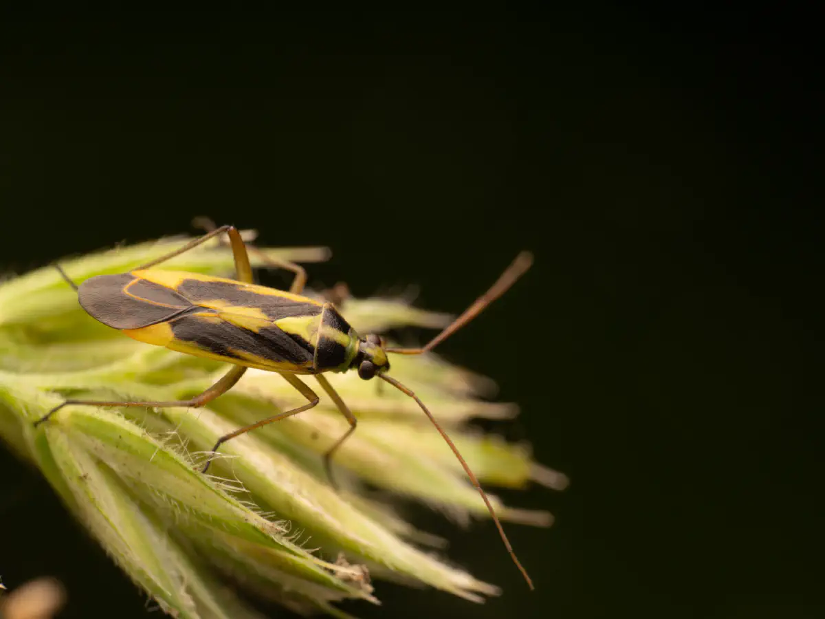 Zweifleck-Weichwanze