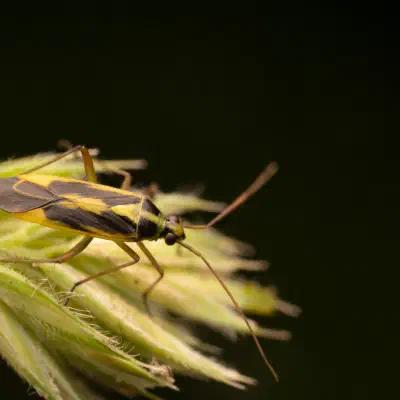 Zweifleck-Weichwanze