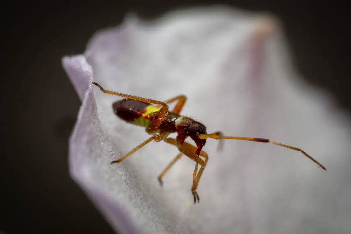 Zweikeulen-Weichwanze