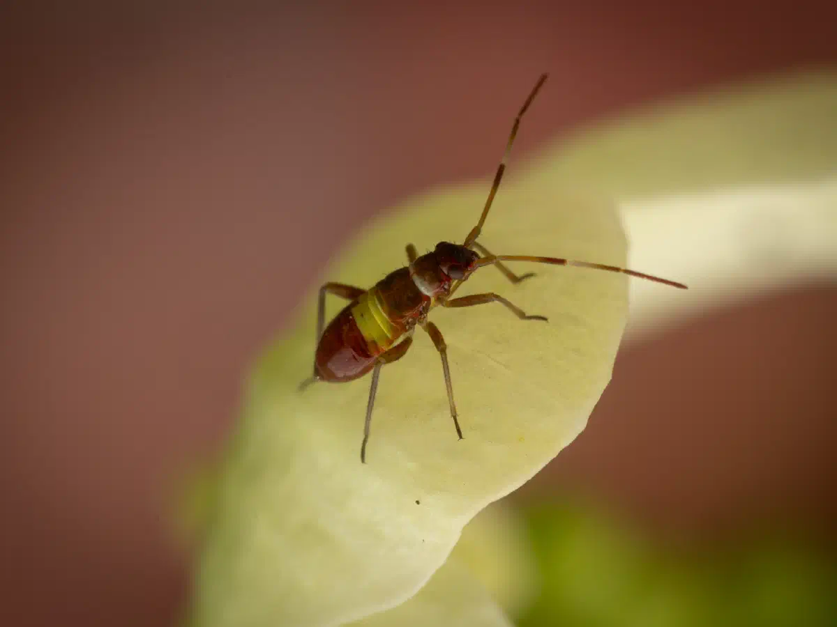 Zweikeulen-Weichwanze