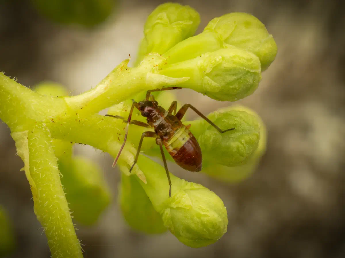 Zweikeulen-Weichwanze
