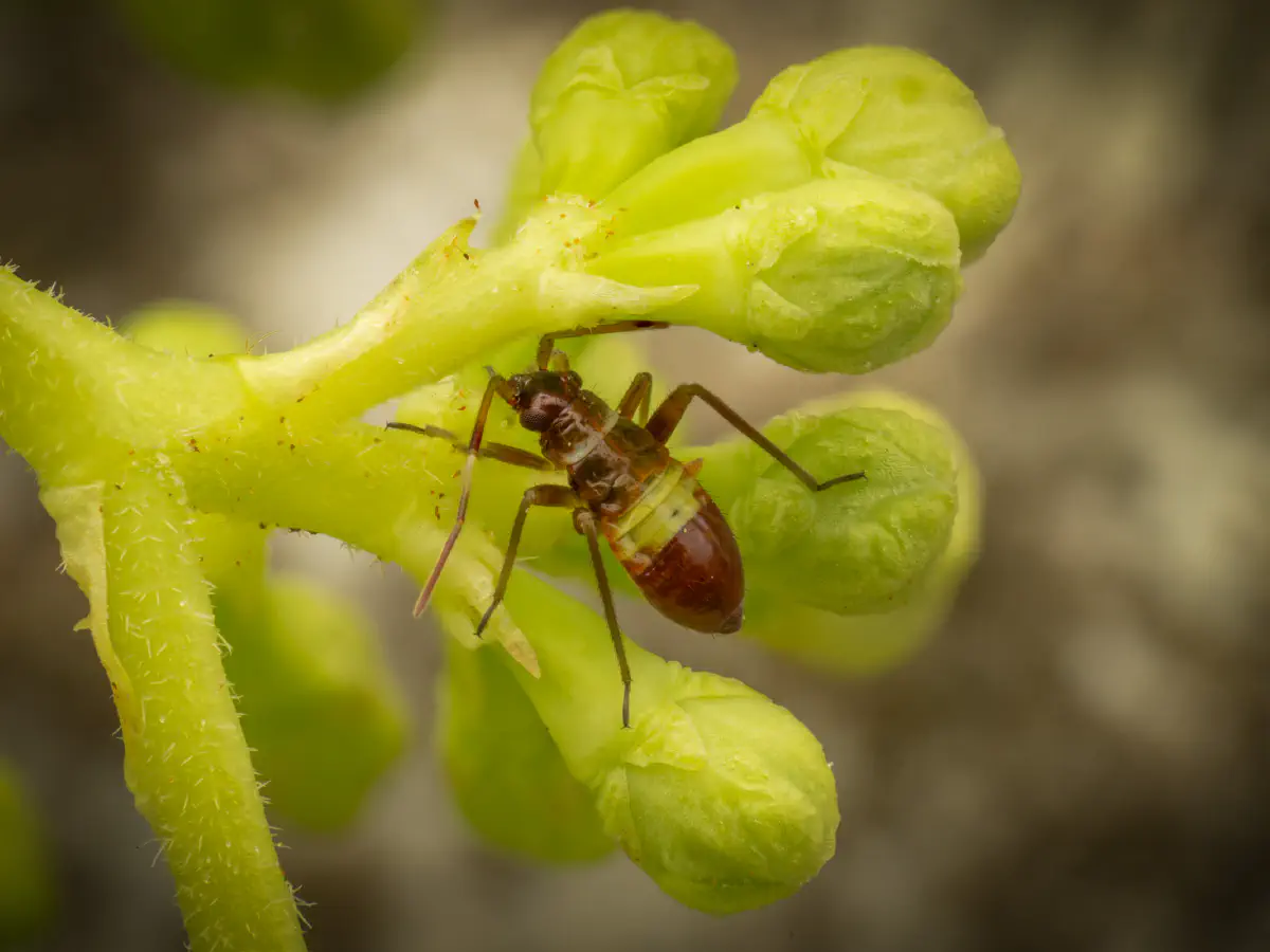 Zweikeulen-Weichwanze