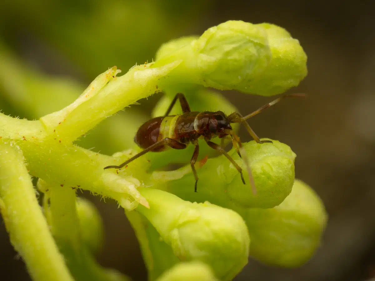 Zweikeulen-Weichwanze