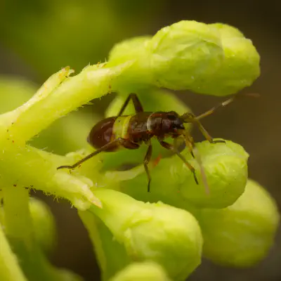 Zweikeulen-Weichwanze