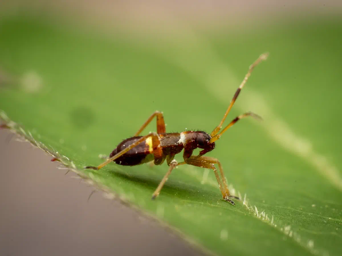 Zweikeulen-Weichwanze