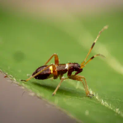 Zweikeulen-Weichwanze