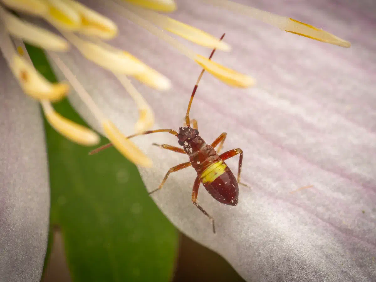 Zweikeulen-Weichwanze