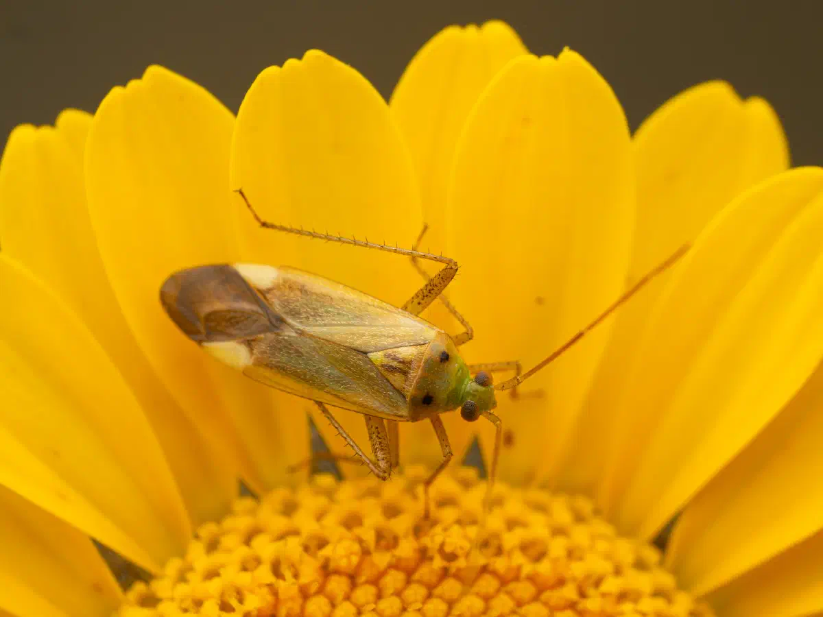 Zweipunktige Wiesenwanze