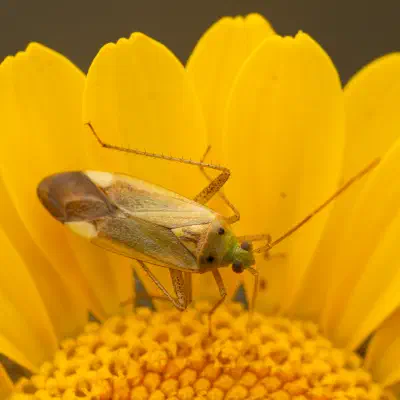 Zweipunktige Wiesenwanze