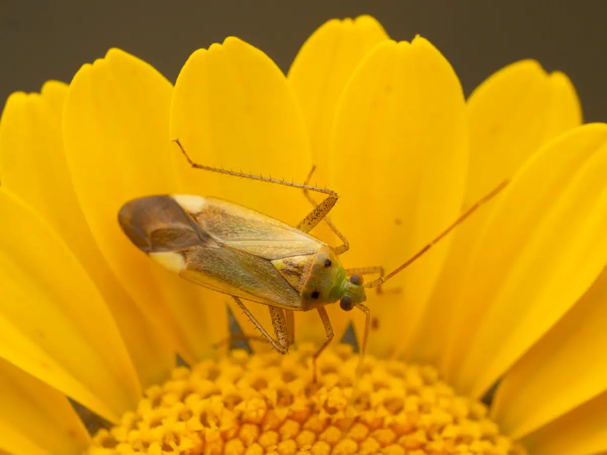 Zweipunktige Wiesenwanze