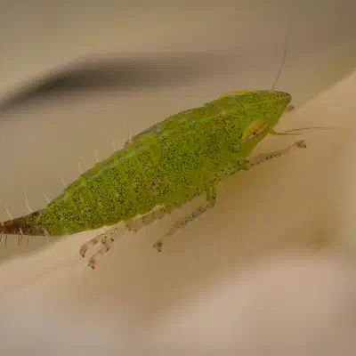 Ligusterstrauchzirpe