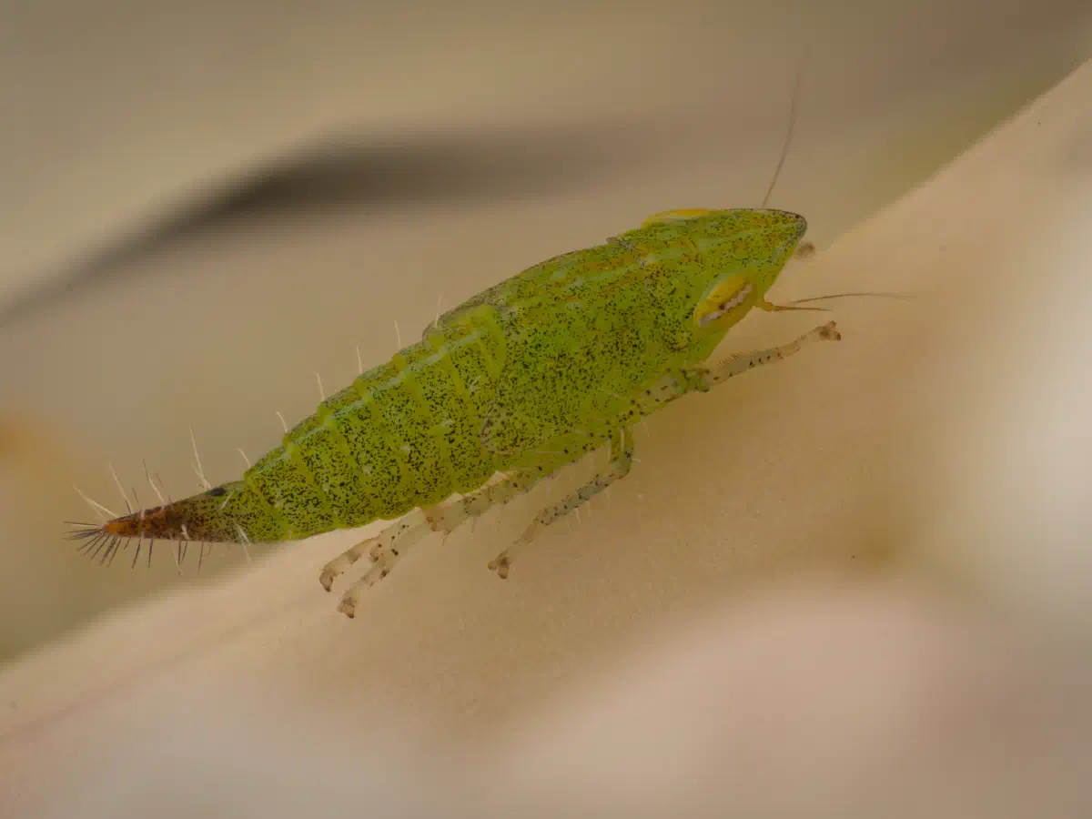 Ligusterstrauchzirpe