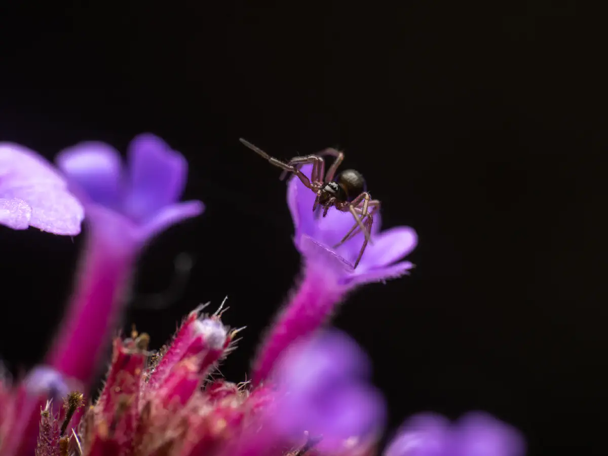 Garten-Baldachinspinne