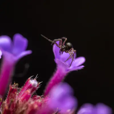 Garten-Baldachinspinne