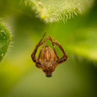 Echte Radnetzspinnen