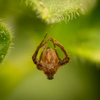 Echte Radnetzspinnen