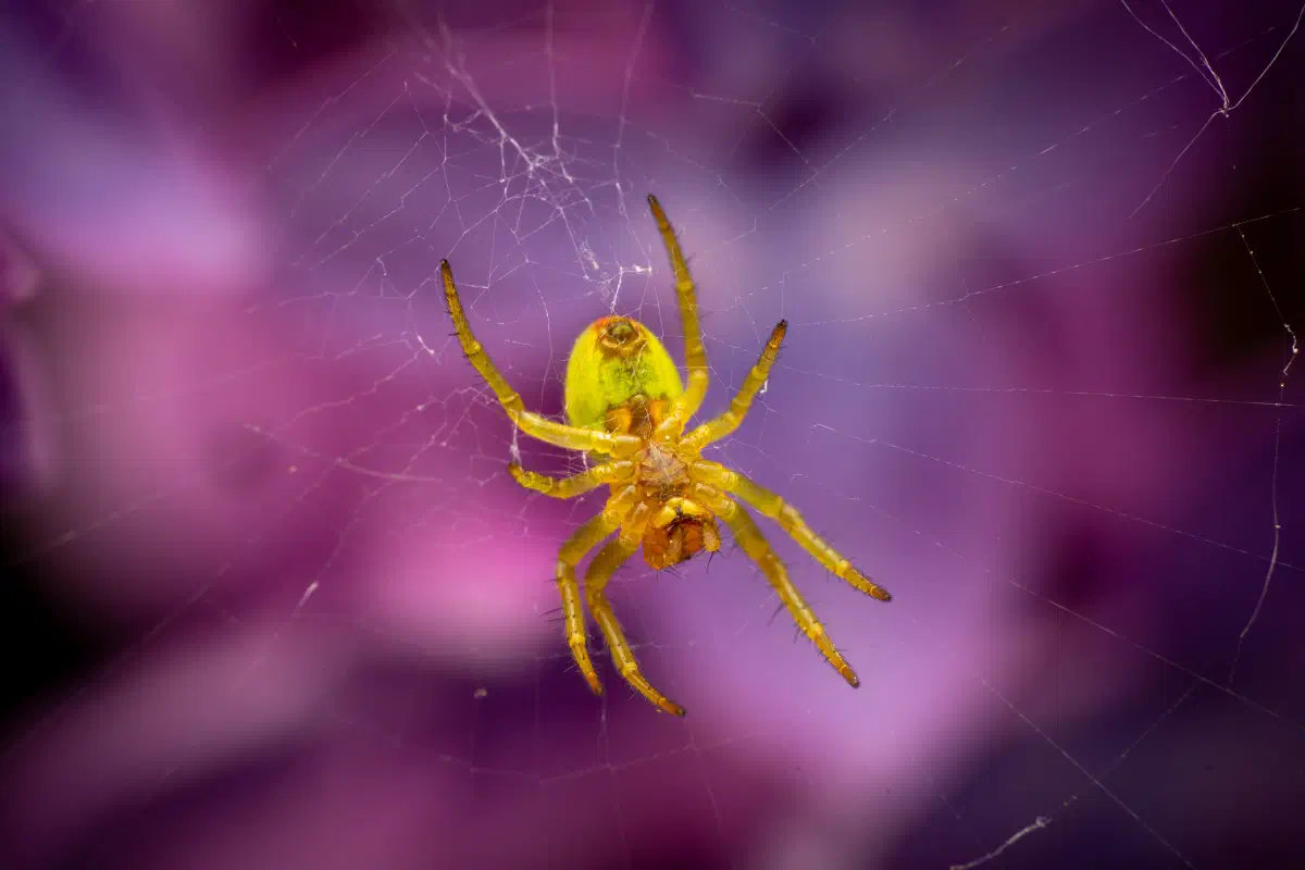 Cucumber Green Spider