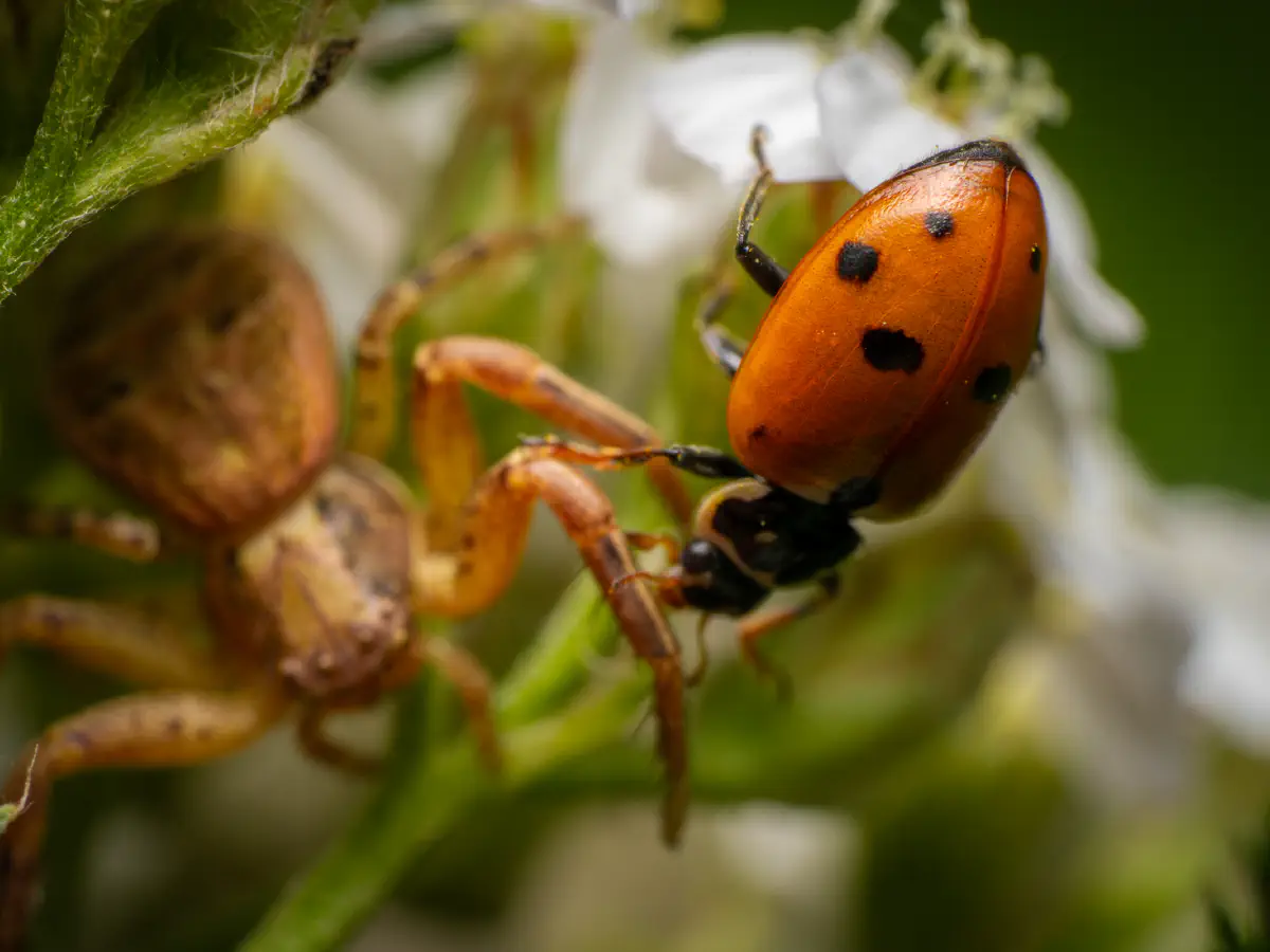 Braune Krabbenspinne