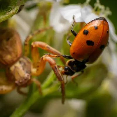 Braune Krabbenspinne
