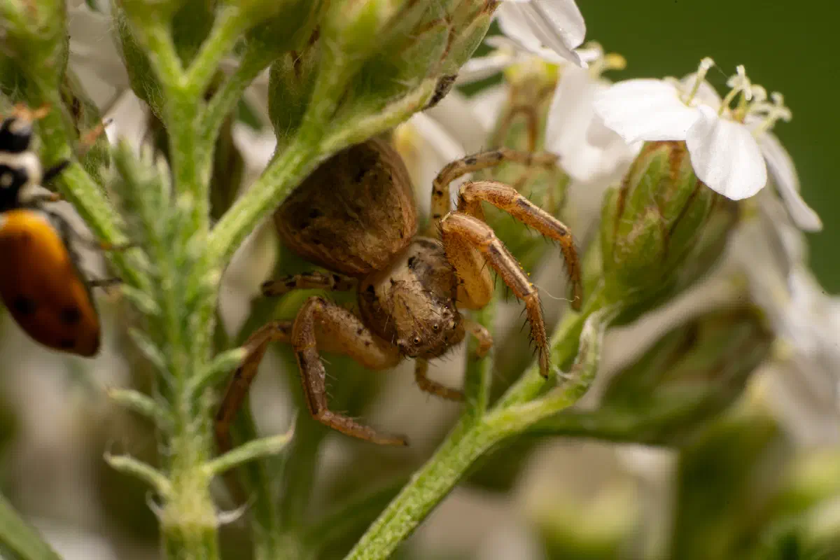 Common Crab Spider