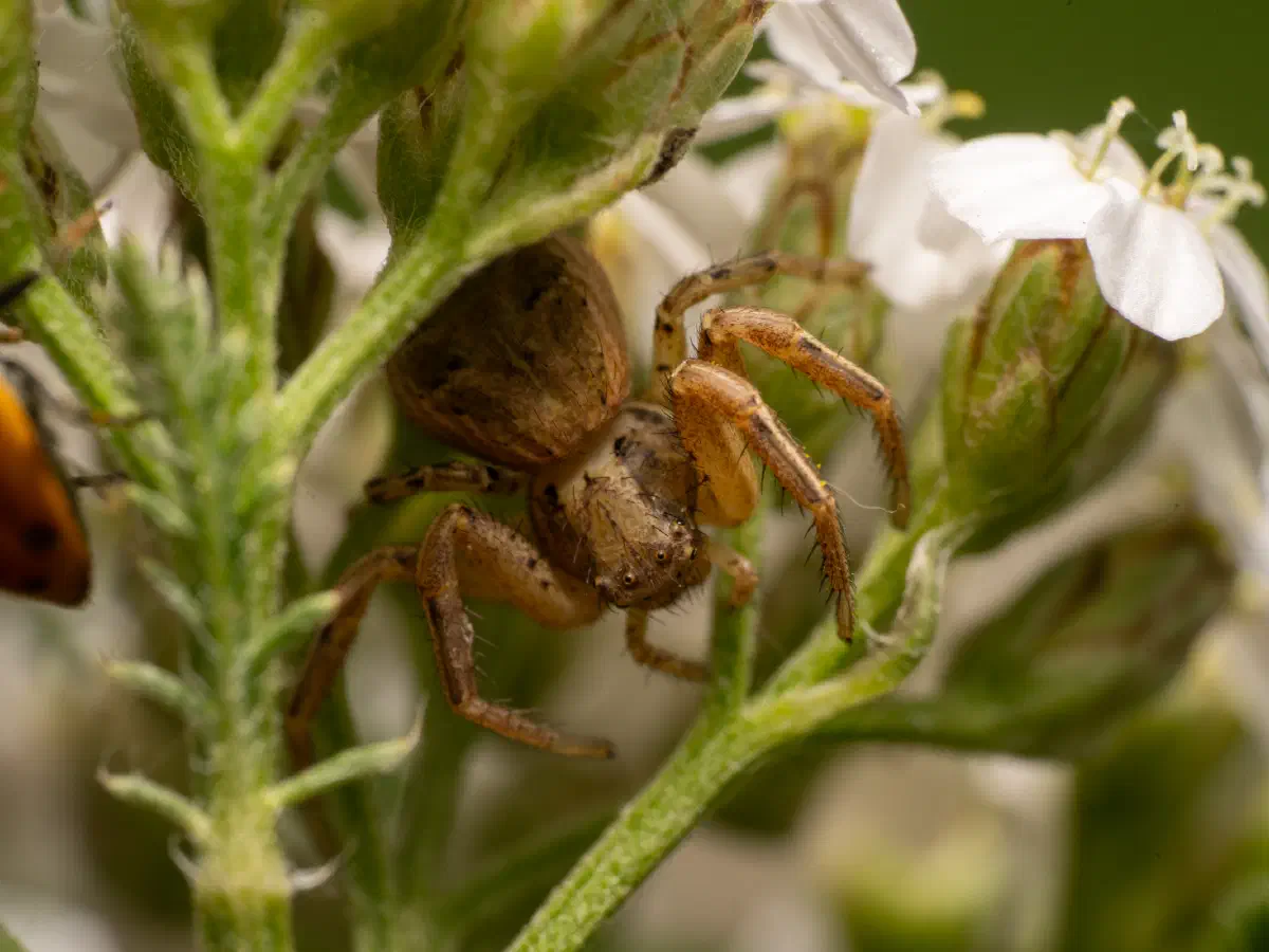 Braune Krabbenspinne