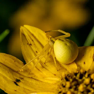 Veränderliche Krabbenspinne