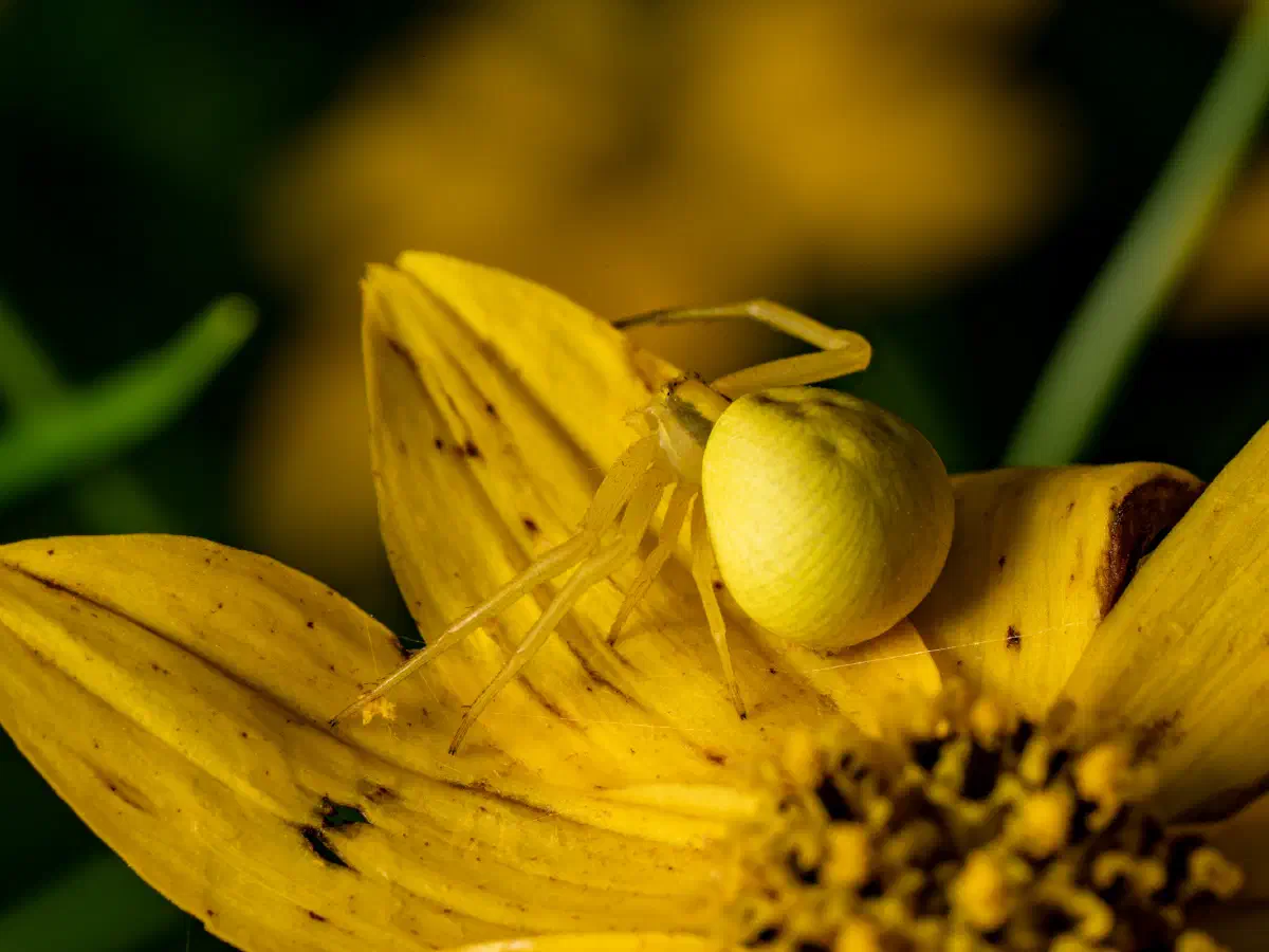 Veränderliche Krabbenspinne