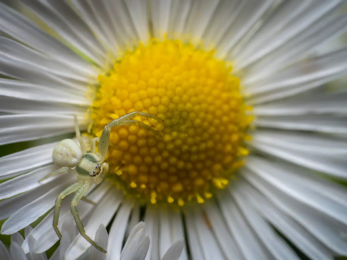 Veränderliche Krabbenspinne