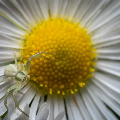 Veränderliche Krabbenspinne