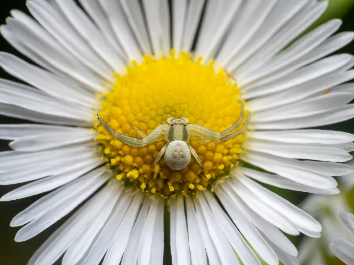 Veränderliche Krabbenspinne