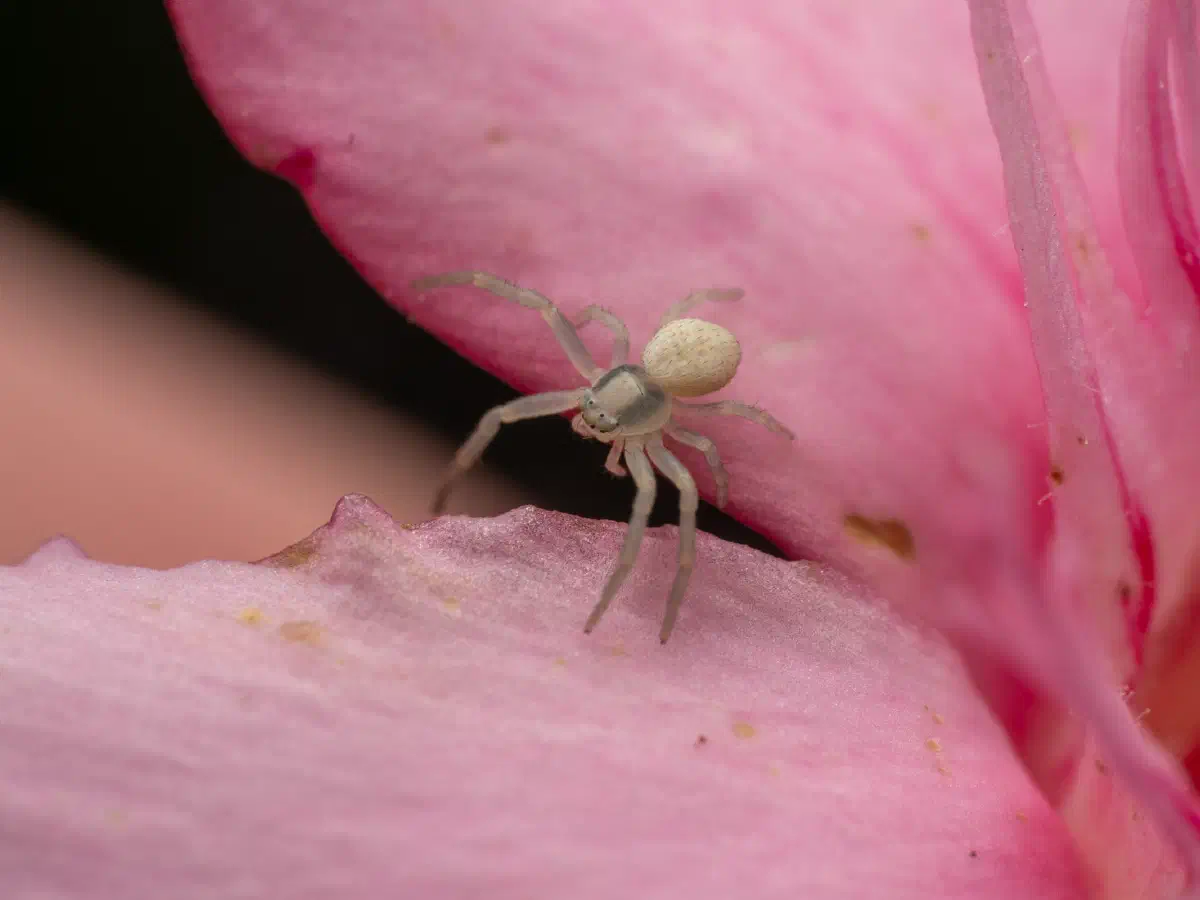 Veränderliche Krabbenspinne