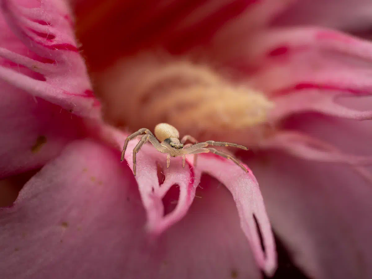 Veränderliche Krabbenspinne