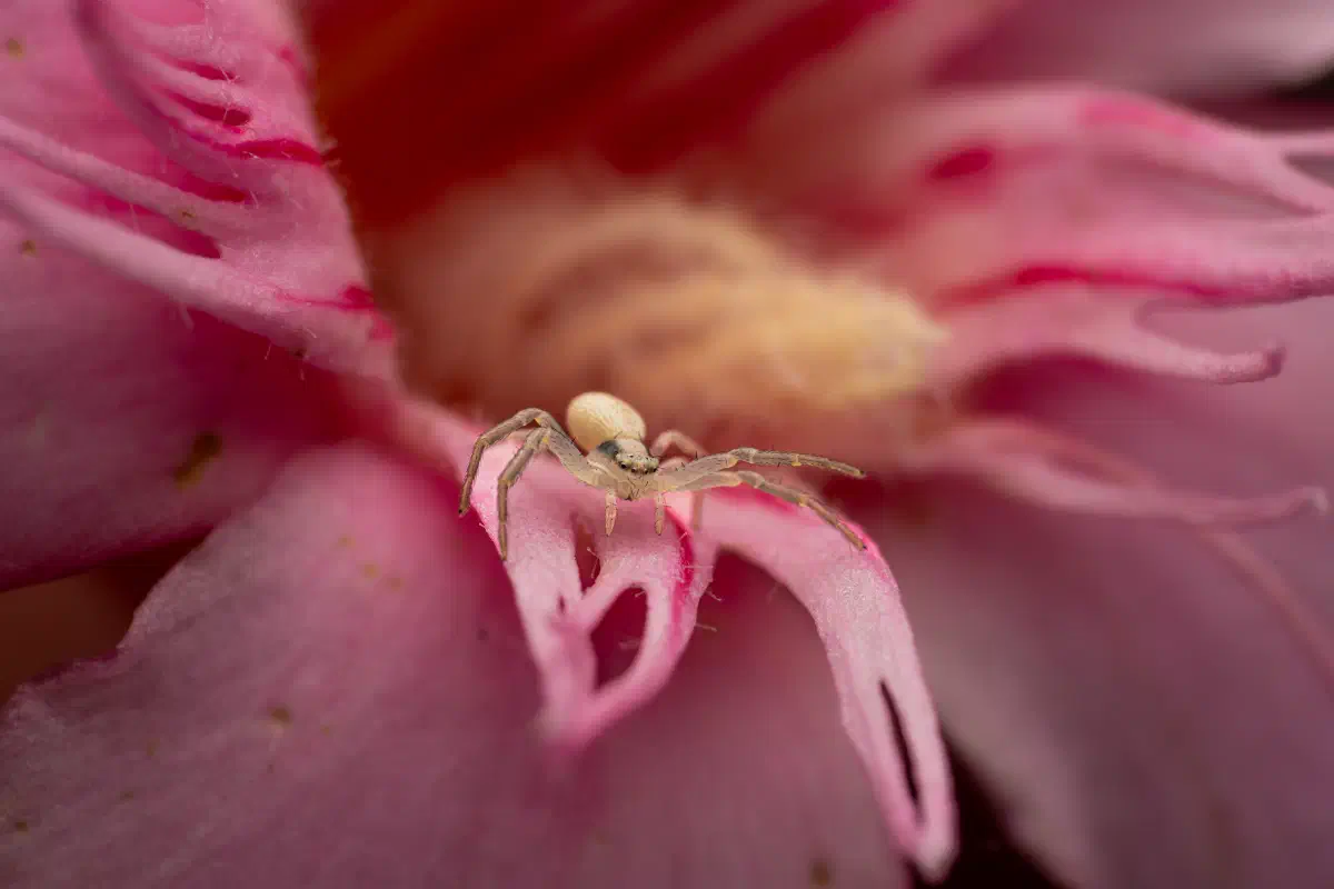 Veränderliche Krabbenspinne