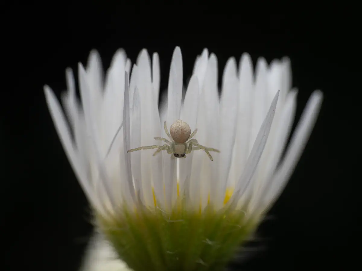 Veränderliche Krabbenspinne