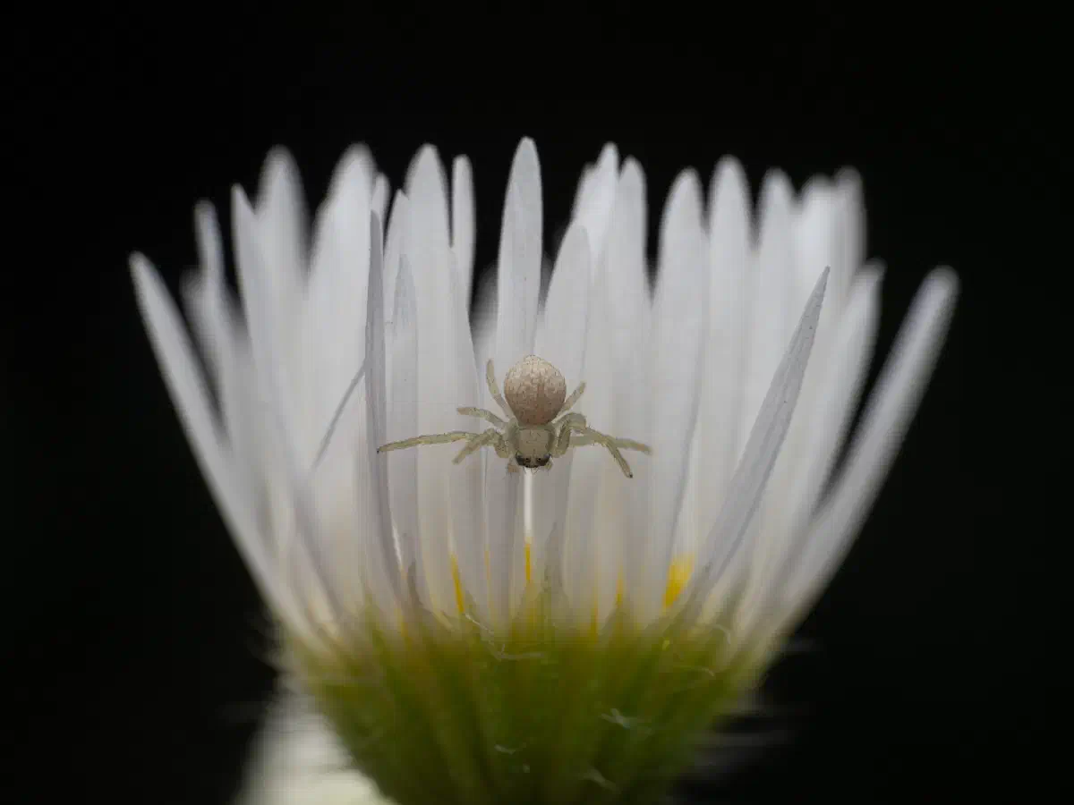 Veränderliche Krabbenspinne